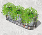 植物盆栽