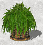 植物盆栽