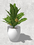 植物盆栽