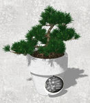 植物盆栽