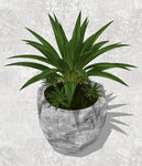 植物盆栽