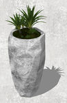 植物盆栽