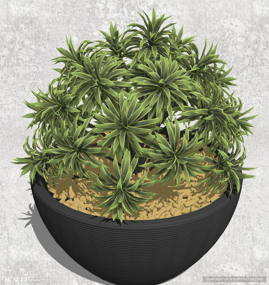 植物盆栽