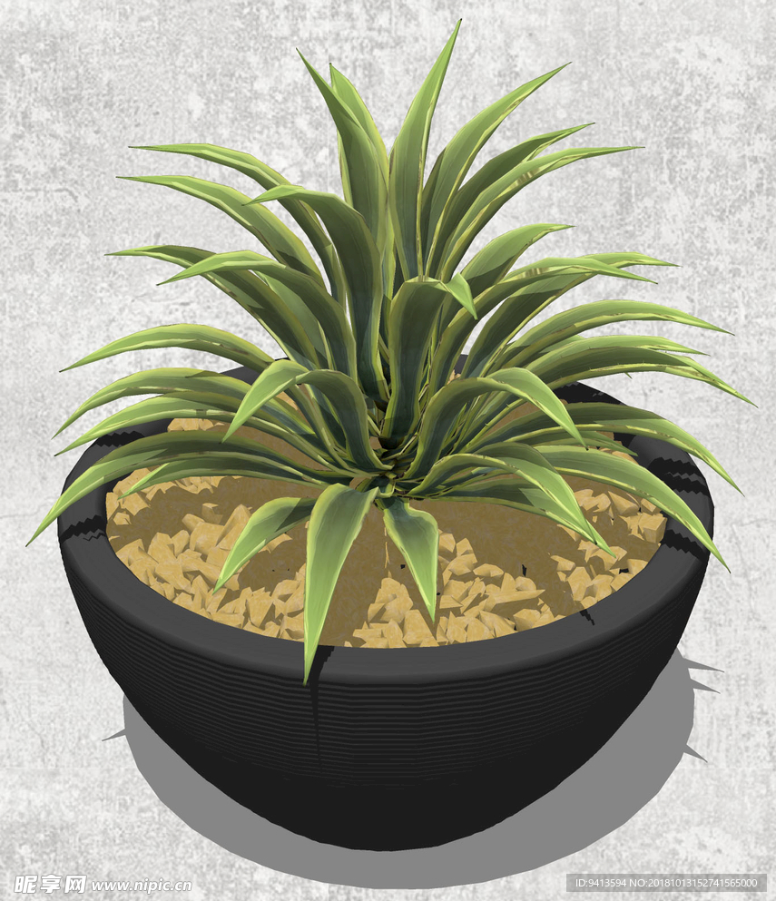 植物盆栽