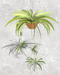 植物盆栽