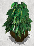 植物盆栽