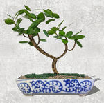 植物盆栽