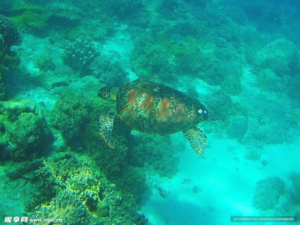 海龟