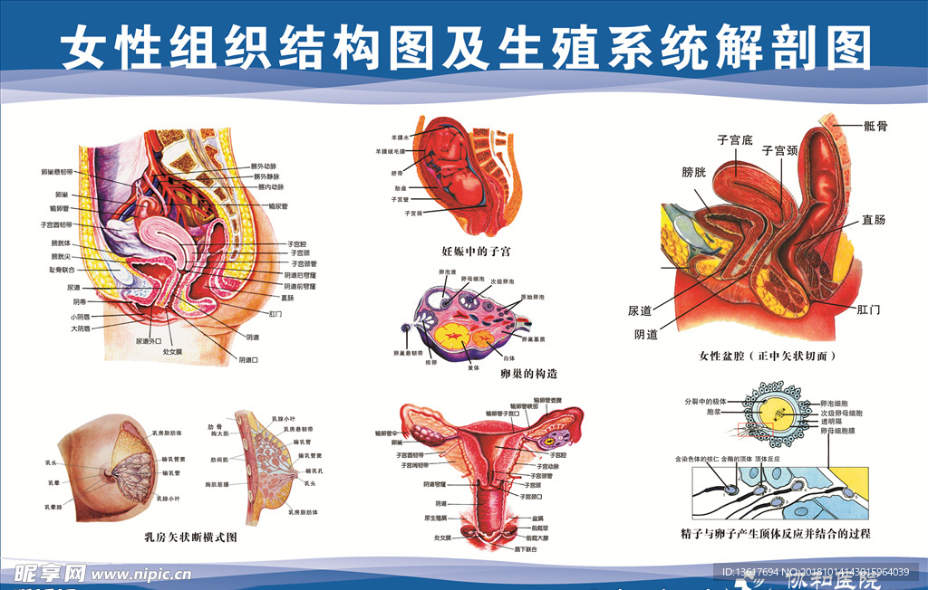 女性组织结构图及生殖系统解刨图