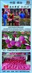 苹果展架