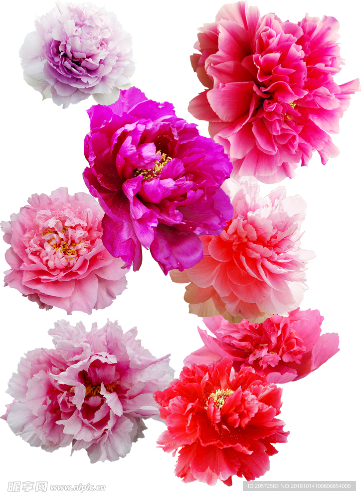 牡丹鲜花抠图