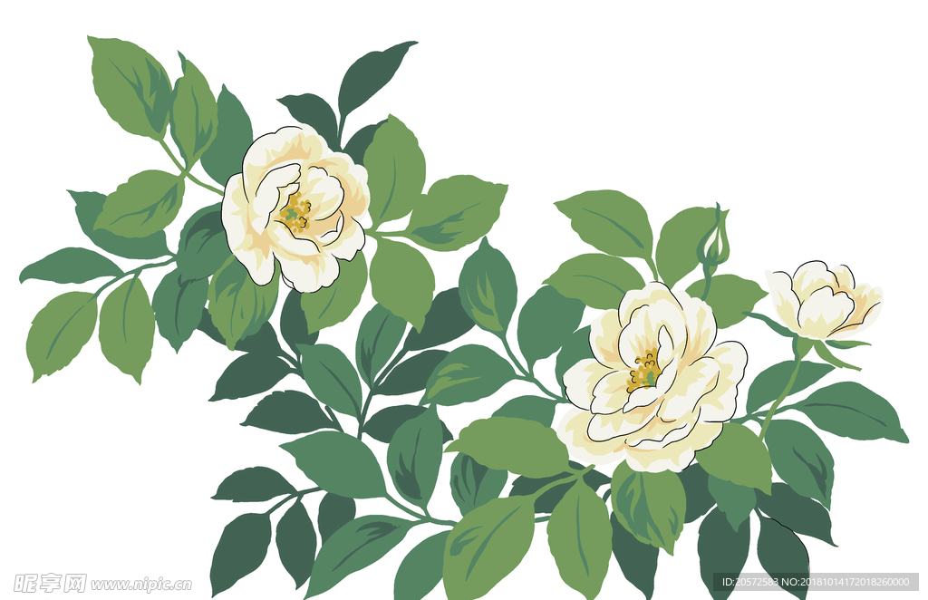 手绘月季花