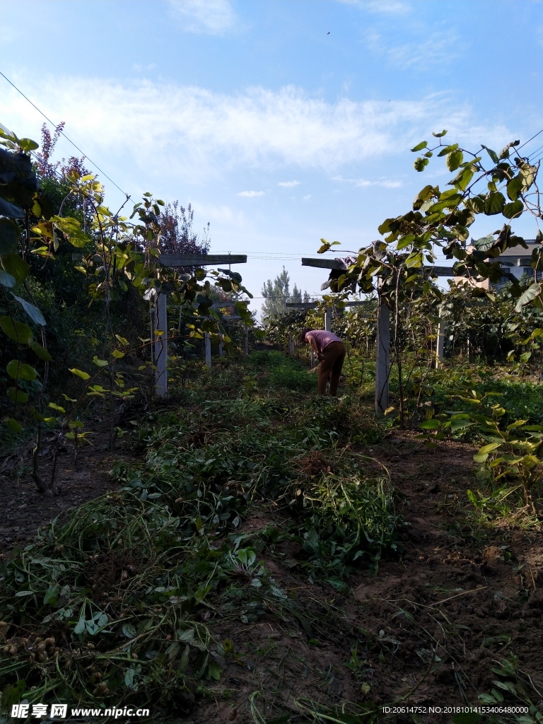 乡村田园风景