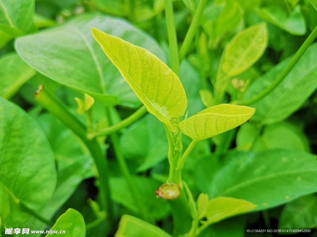 绿叶 蔬菜 空心菜 菜心 露珠