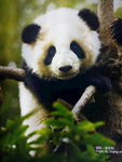 成都旅途