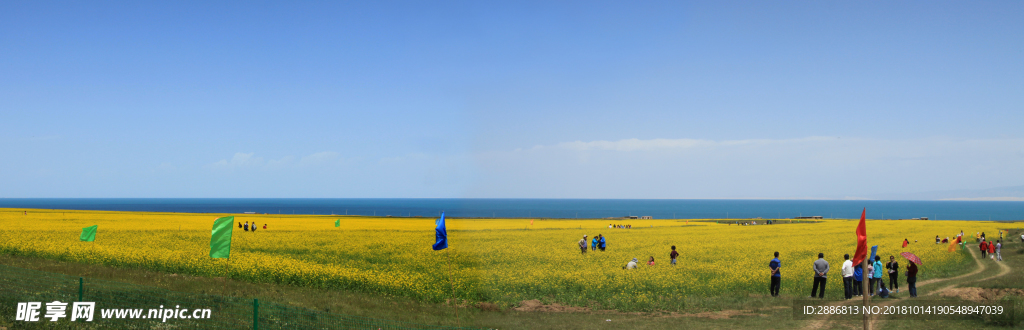 青海湖油菜花