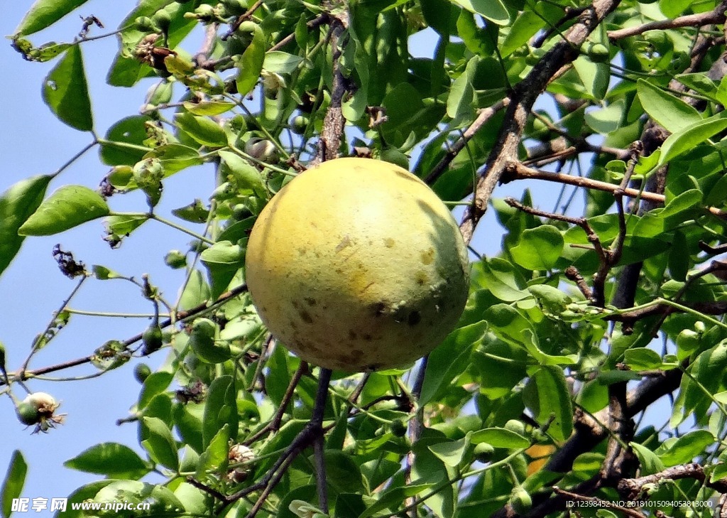 木瓜