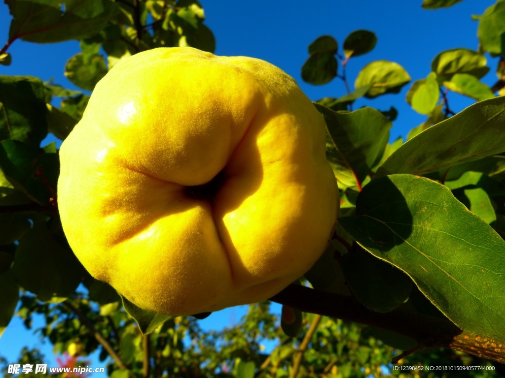 木瓜