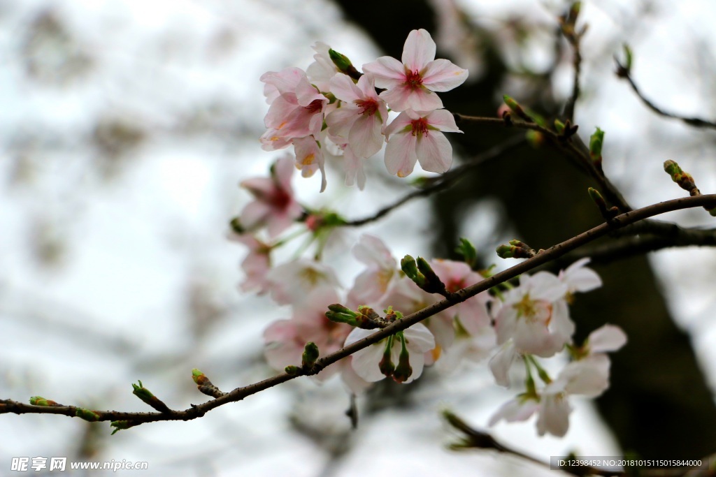 桃花