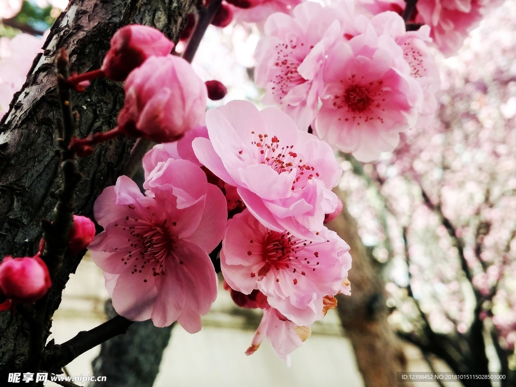 桃花