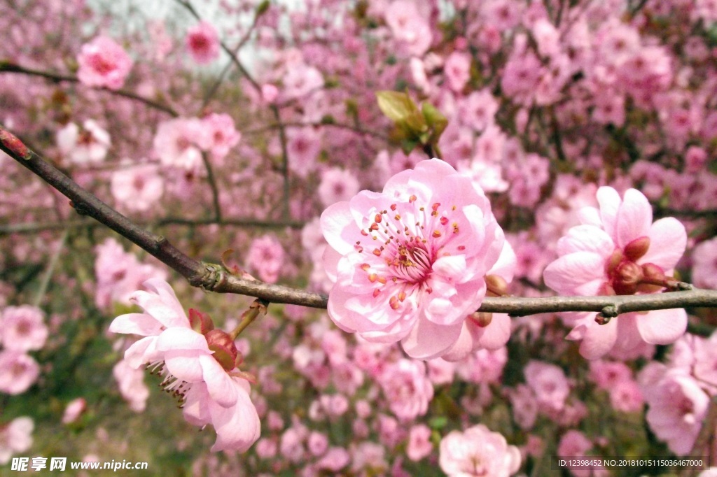 桃花