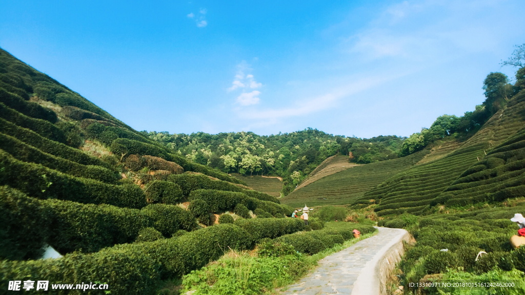 茶山采茶