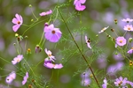 格桑花