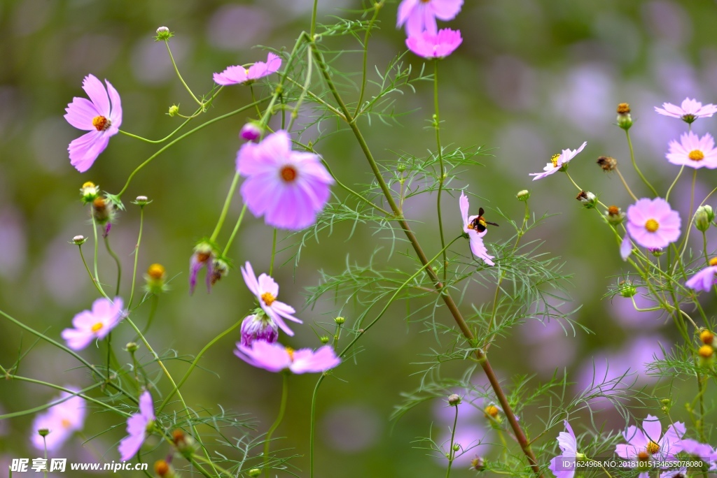 格桑花