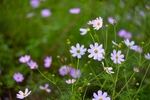格桑花