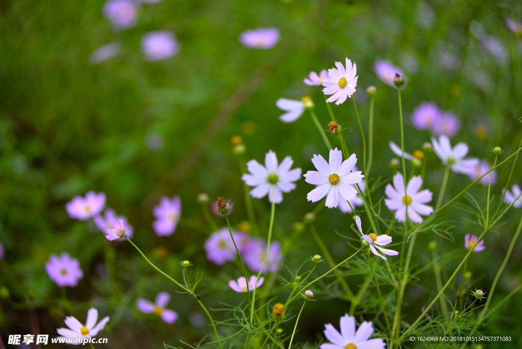 格桑花