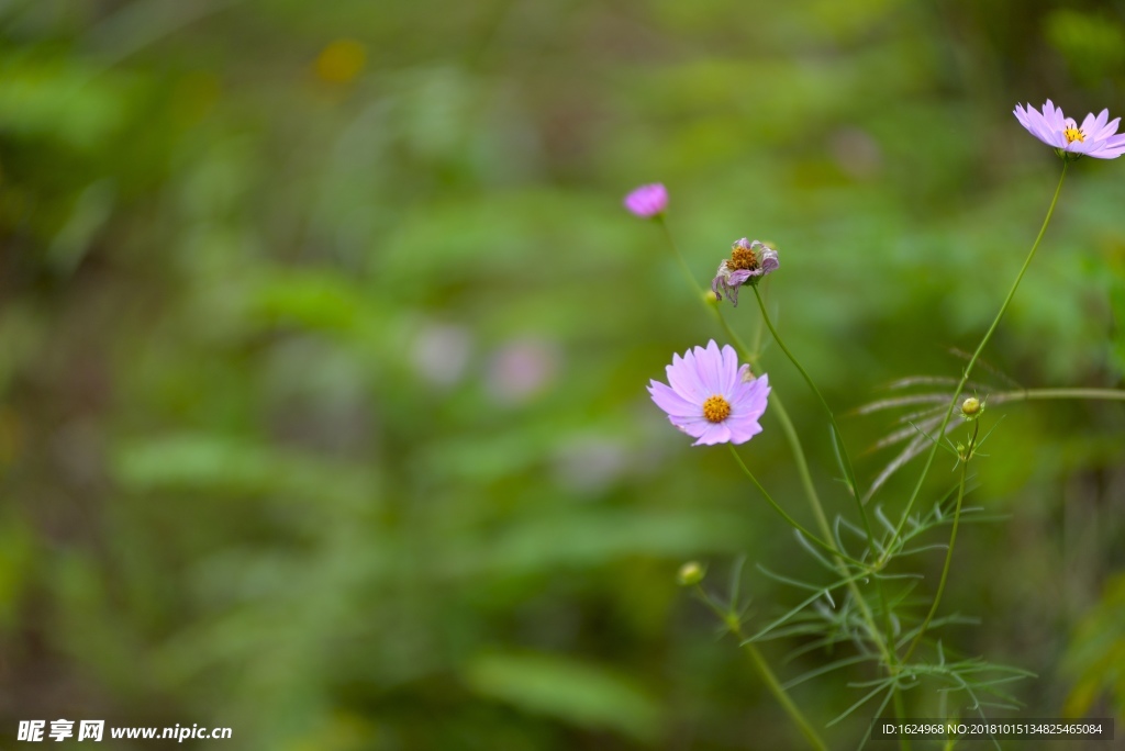 格桑花