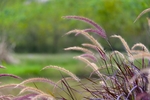 芦苇 狗尾巴草