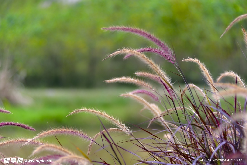 芦苇 狗尾巴草