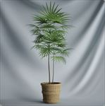 植物摆件3D模型