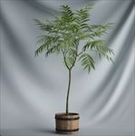 植物摆件3D模型