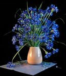 花卉3D模型