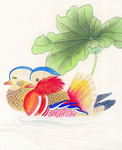 鸳鸯