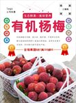 杨梅海报