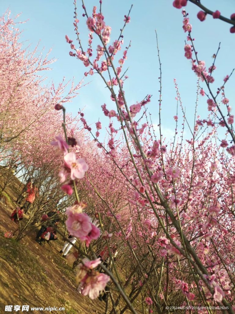 樱花