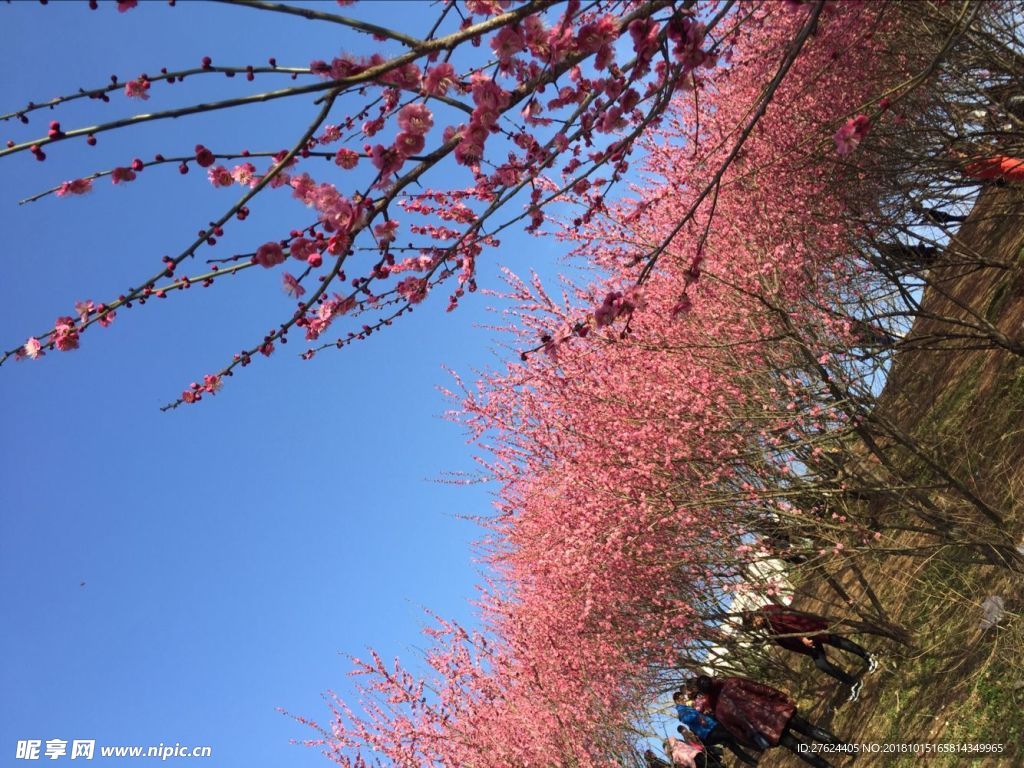 樱花