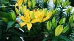 百合花
