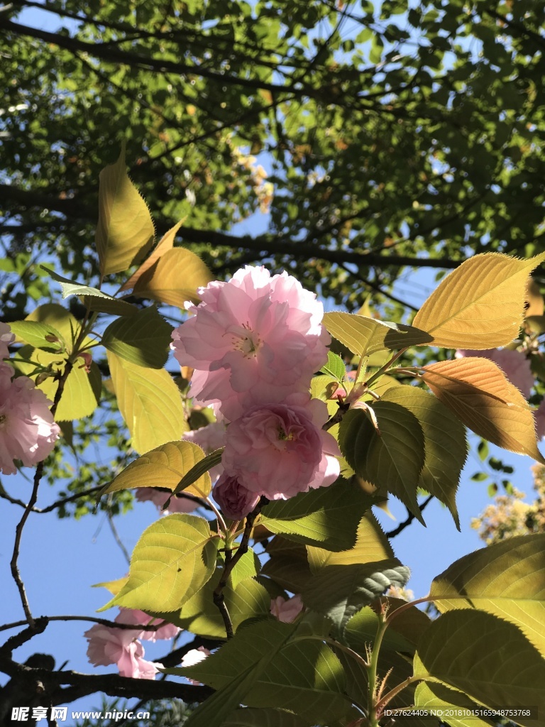 粉色的花