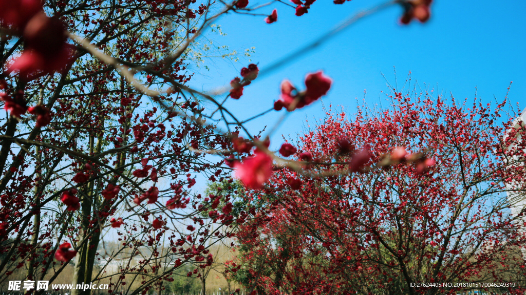 梅花