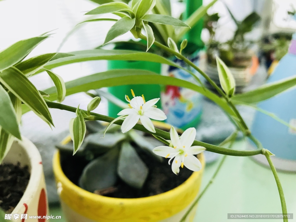 植物花卉