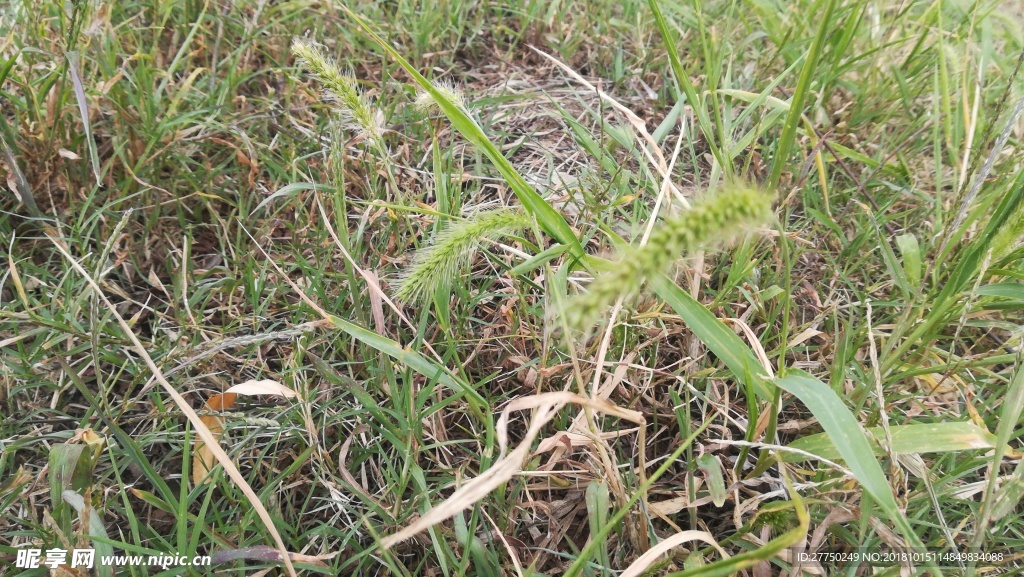 花草  狗尾草