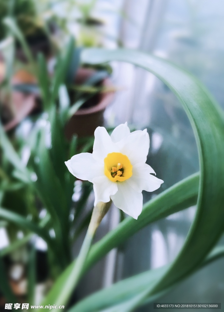 水仙花
