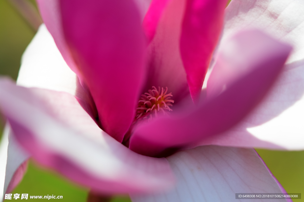 花蕊特写