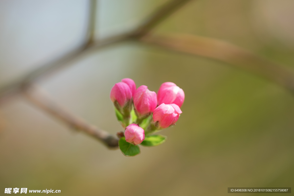 小花苞