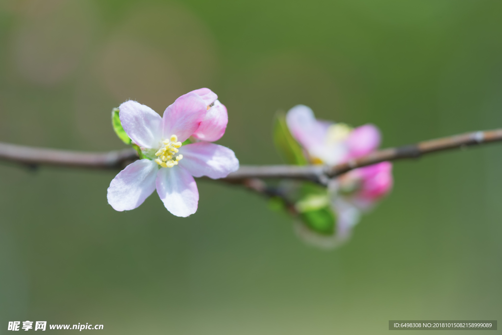 白花微距