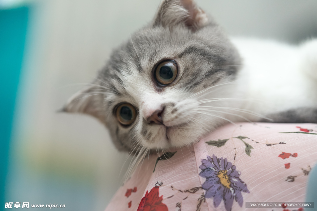 猫